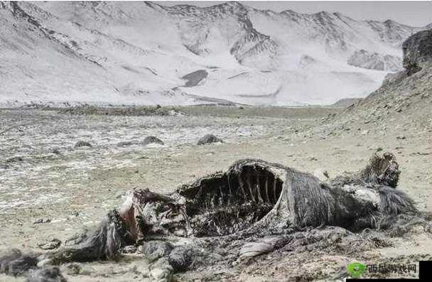 亚洲无人区码一码二码三码四码：探险者的禁地