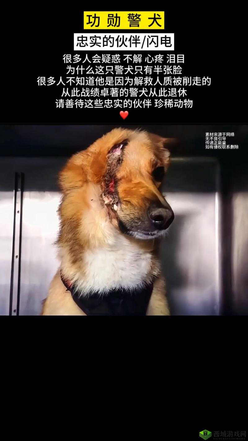张警犬三部曲在哪里：探寻其踪迹
