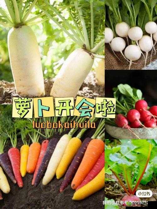 拔萝卜痛降黄 9.1：带你体验别样的快乐