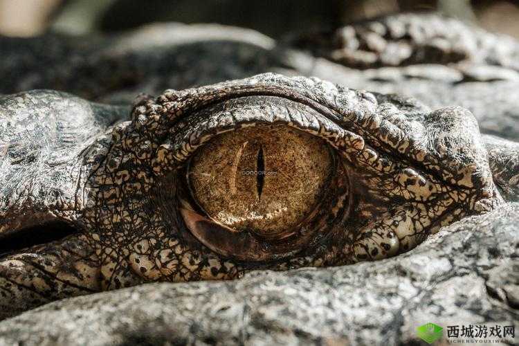 第人格鸮的右眼之谜:谁缝上了它的眼睛?