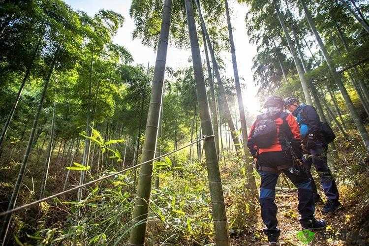 神觉者艾什莉攻略宝典:掌握核心技巧,成为终极探险大师