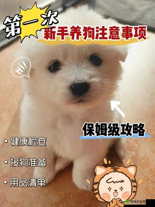 脑洞大开,汉字世界中找寻只狗的通关秘籍攻略