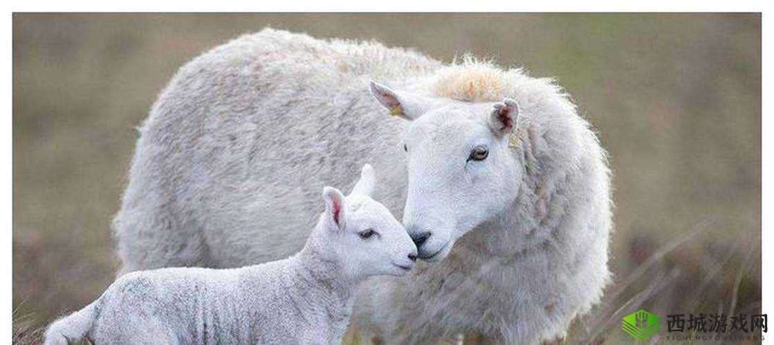 悠长假期养羊是否赚钱及养殖小羊性价比全面解析