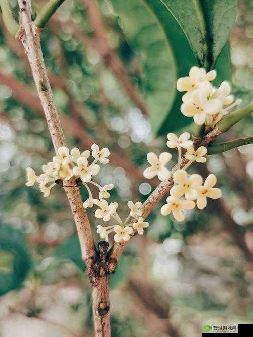 杨大壮和田桂花的第二十九:爱与成长的故事