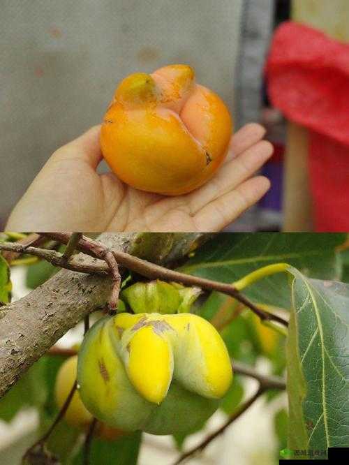 探索半熟果实背后的秘密：谁是凶手？