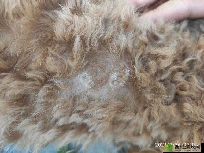 狗狗的东西又硬又烫:到底是什么情况