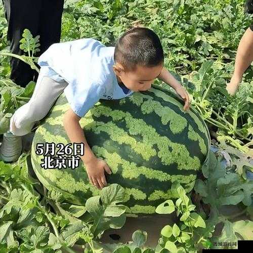 51cg 今日吃瓜:加州女博士热门大瓜全揭秘