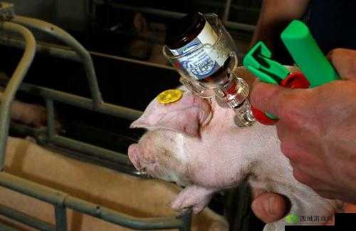 人与猪 CROPROATION:探索未知的生殖领域