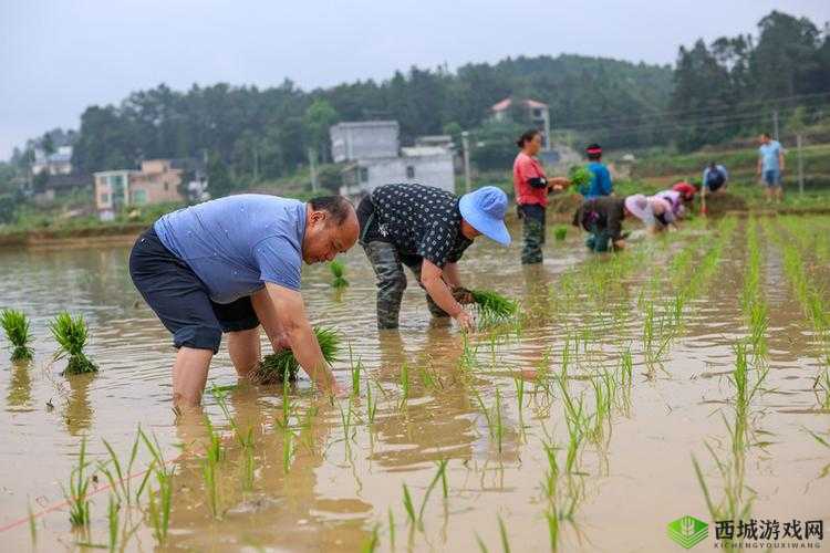 插秧七十二招式图片:传统农耕技艺的精彩展现