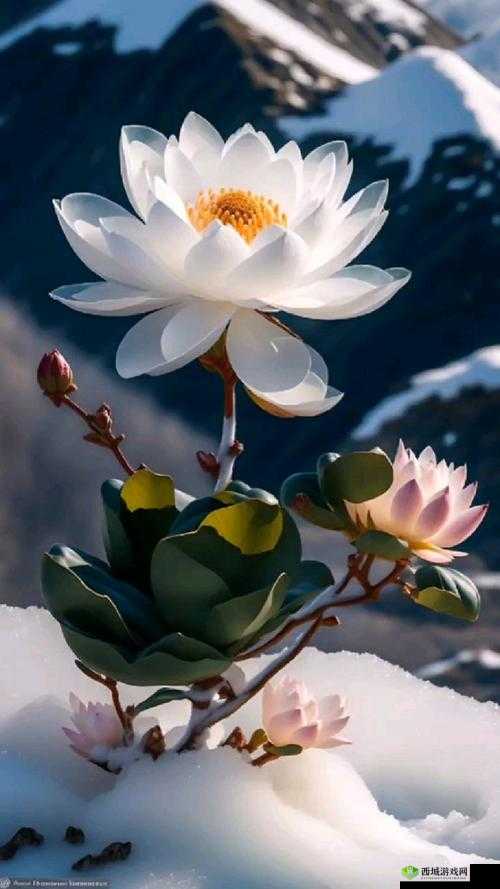 1982 年肉莲花的独特魅力