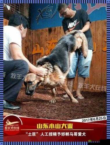 狗配人怎样配马配人呢图片：让人疑惑的画面