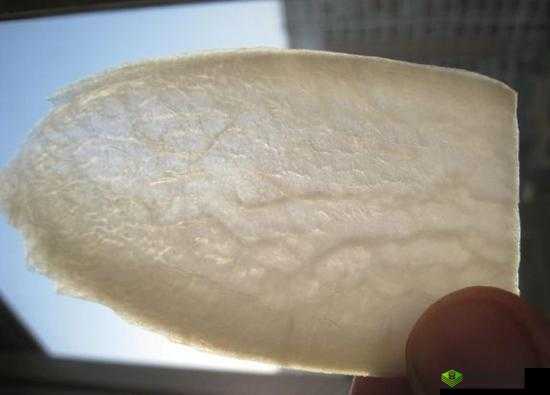 萝卜又叫黄 9·18 的相关解读