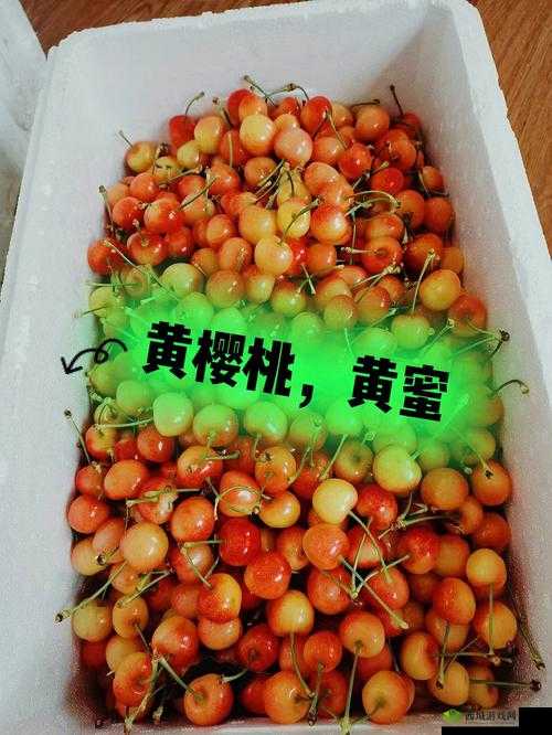 红颜樱桃和黄蜜樱桃的区别:特点与差异全解析