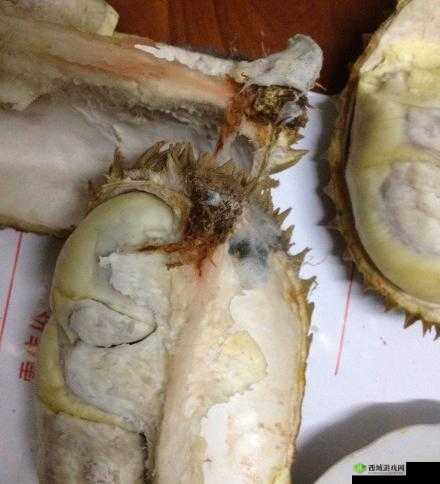 榴莲色斑让你流连忘返503:独特魅力呈现