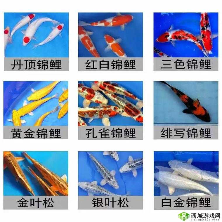 锦鲤吸水与夹什么区别:二者有何不同