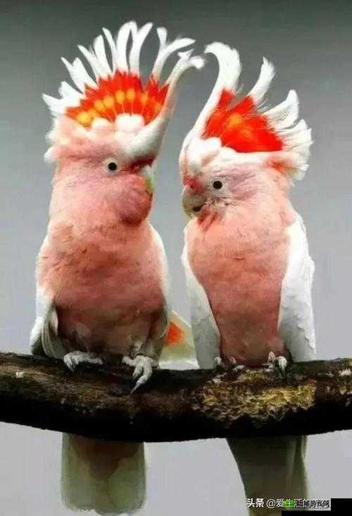 获得超级胬肉系统小说的奇幻旅程开启