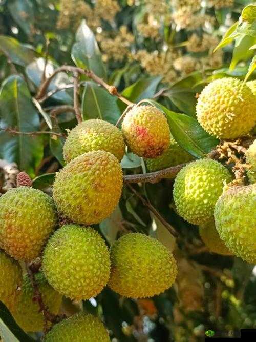 绿巨人樱桃荔枝青青草的功效:神奇植物组合的独特作用