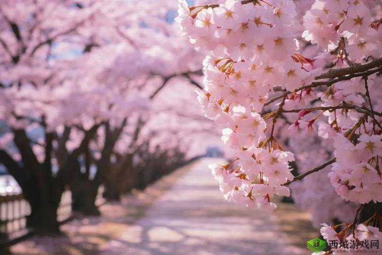 粉色水蜜桃和日本樱花区别:外观与文化内涵差异