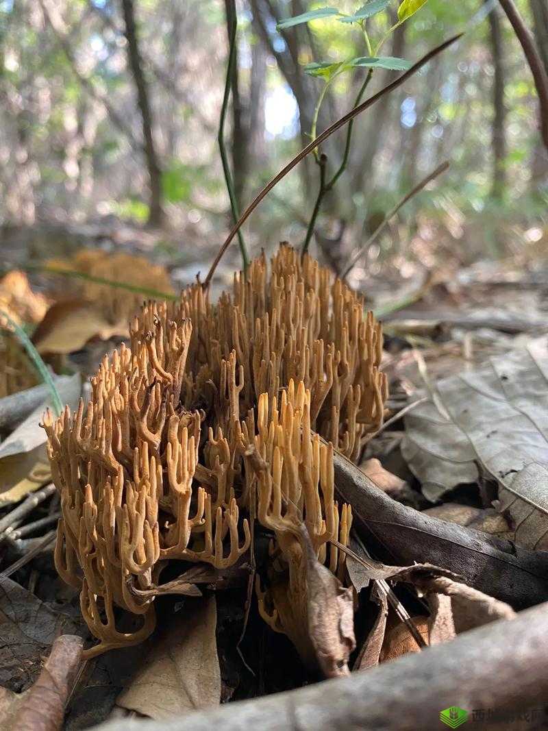 17c 爆料独家揭秘蘑菇:震惊蘑菇背后的惊人秘密