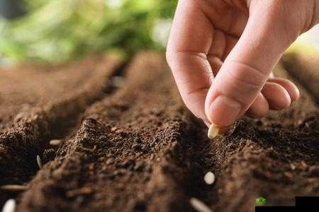 耕种妈妈肥沃土地,收获美好未来