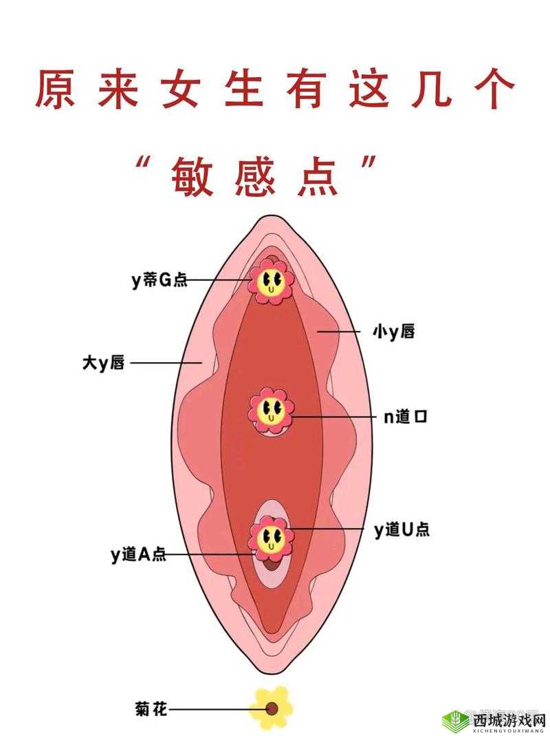 新手自己扣：私密探索的正确方法