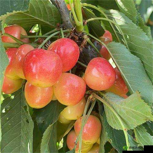 樱桃 MW2310：卓越性能的新体验