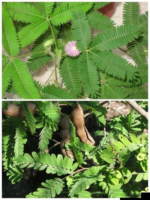 含羞草实验室隐藏入口:探索未知的奇妙世界