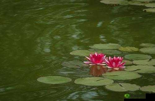 两瓣红莲今夜开一池碧水盼君浴:静候君来