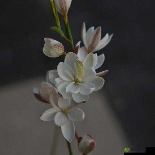 女性半夜莲花开放的治疗:神秘而有效的自然疗法