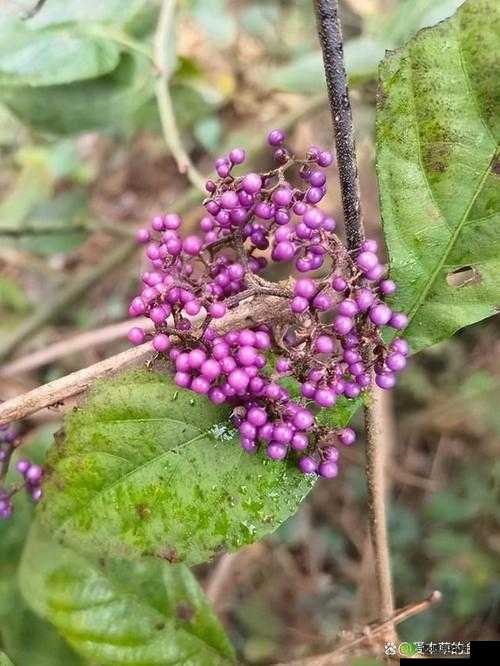 夜夜草：大自然中的神秘存在