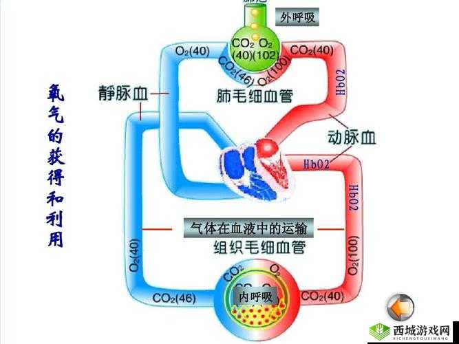 缺氧常温气体液体宫格概览:探索气体液体转换与特性之谜