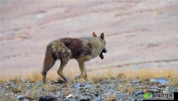 老狼在无人区的表现：绝境求生