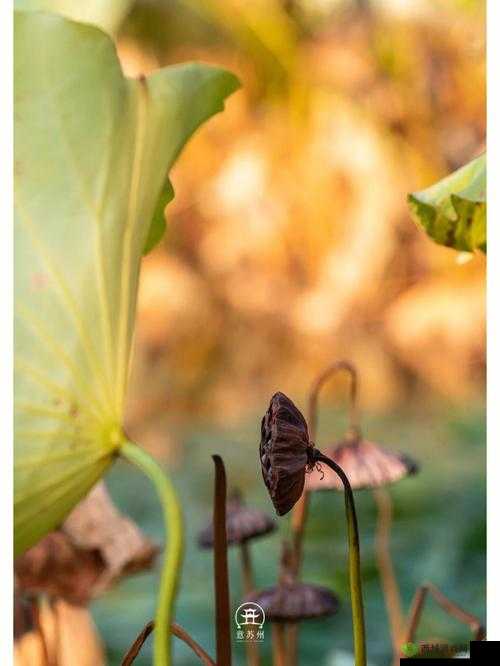 半脱莲房露压欹之景别样美