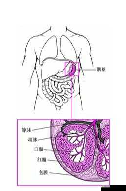 为什么一字马时唇瓣是打开的：一种正常的身体现象