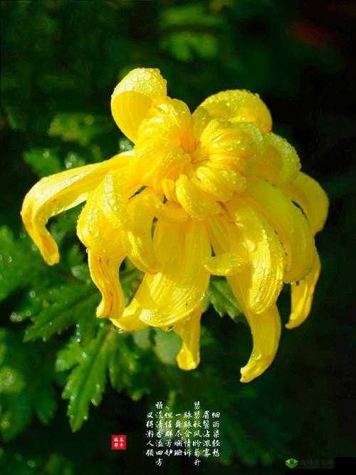 菊花:一支笔的宁静之美