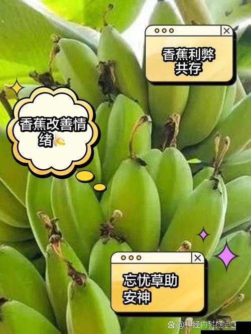 香蕉与忘忧草对焦虑影响:缓解焦虑之道