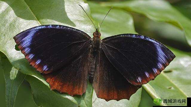 女生蝴蝶比罕见吗:其独特性引发探讨