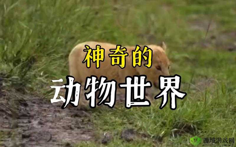 美国 ZOOM 动物高清资源:探索奇妙动物世界