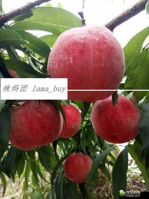 无人一区二区区别是什么红桃内幕揭秘：深度剖析