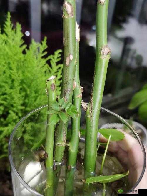 日本 72 种扦插方式:让你的植物繁殖更轻松