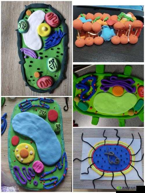 我成了生物课教具篇 1:探索奇妙的教具之旅