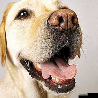 一边伸舌头一边快速喘气：这是啥表情