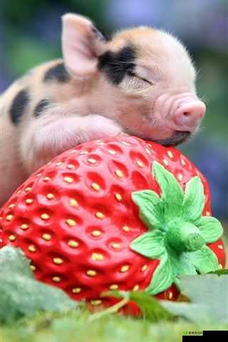 最新草莓小猪视频幸福宝爱威奶:激情演绎小猪成长之路