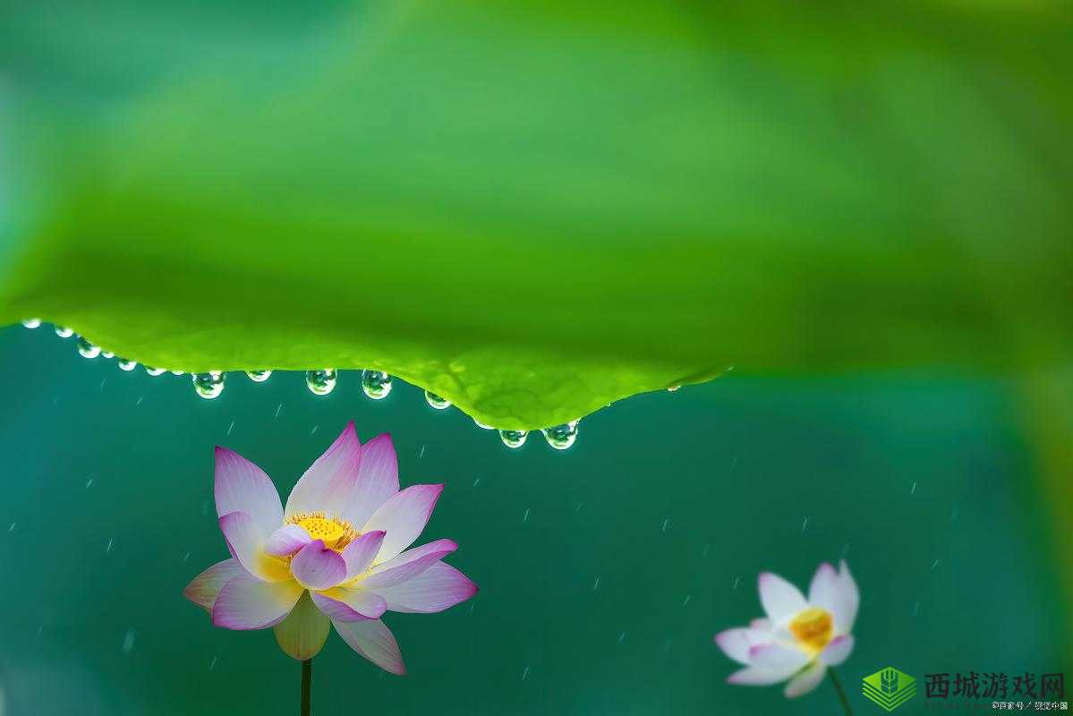老人船上弄雨荷好吗:一段独特的经历