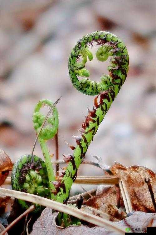 17c 草：神奇植物的独特魅力