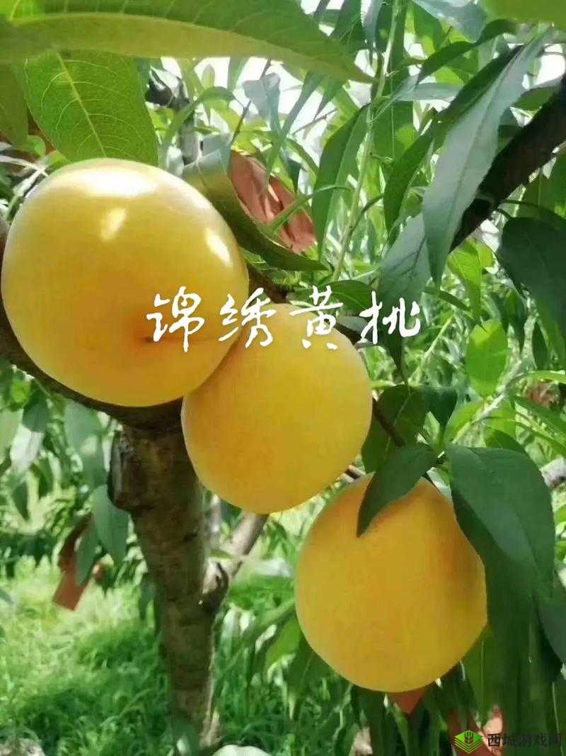 9612 黄桃亚洲品质蘑菇:新鲜美味等你来尝