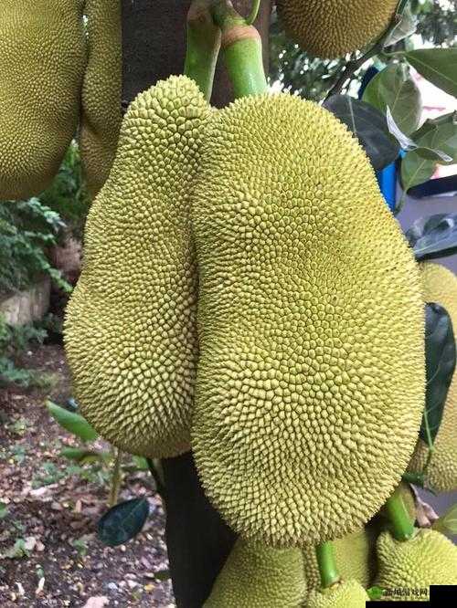 亚精产品一三三三菠萝蜜：美味水果新宠