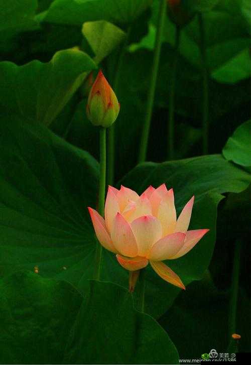 女性半夜莲花开放会自愈吗:探秘身体的奇妙变化