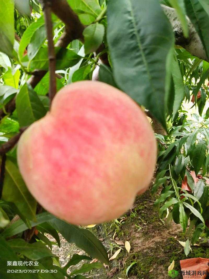 巨无霸水蜜桃 4399:甜蜜诱惑来袭