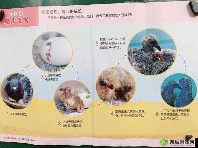 雏鸟幼儿小学生张婉莹:纯真与成长的故事